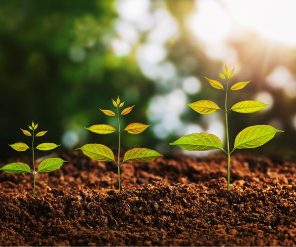 Jeunes pousses de plantes